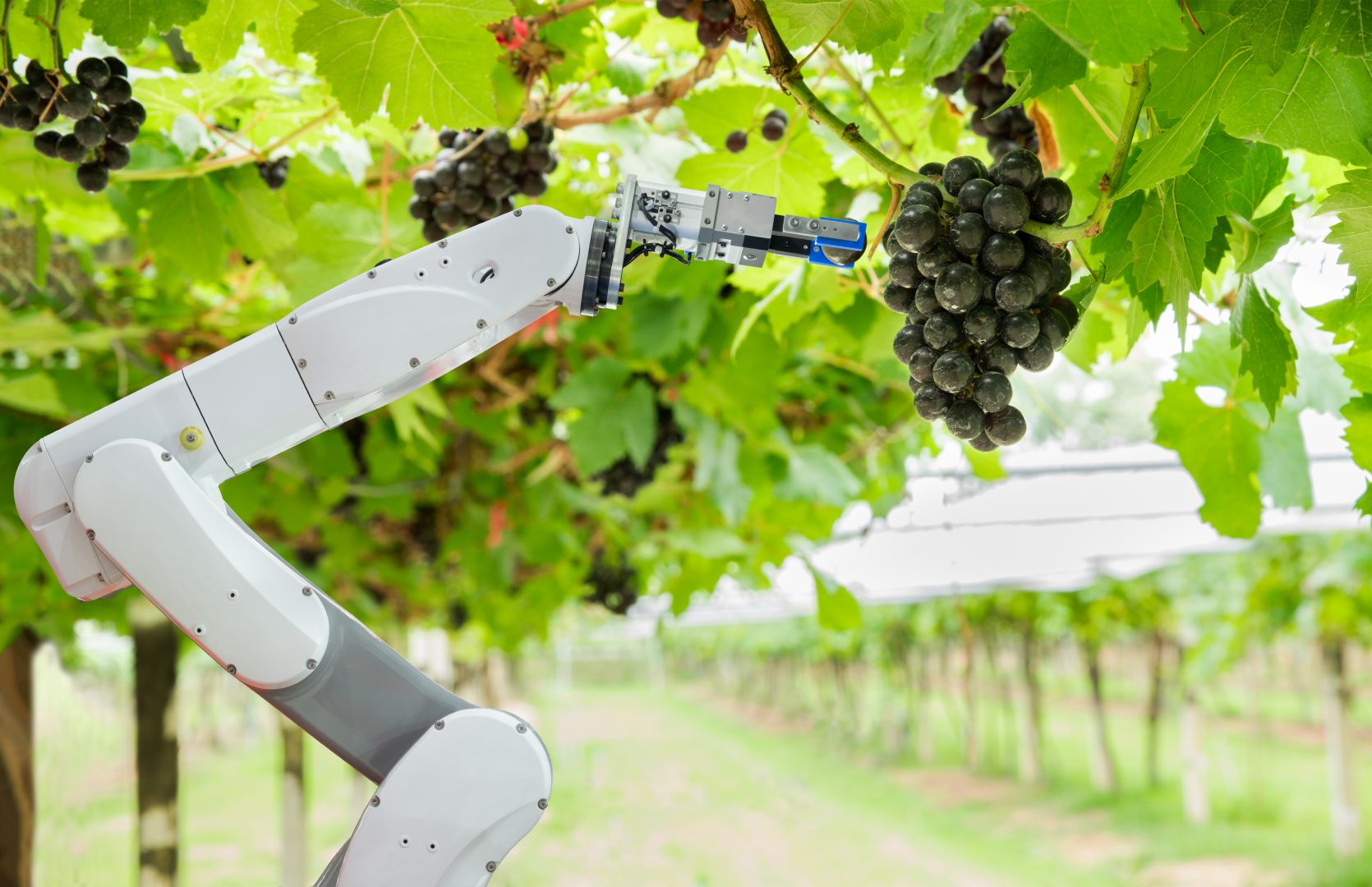robot arm controlled by TeamViewer IoT software harvesting grapes