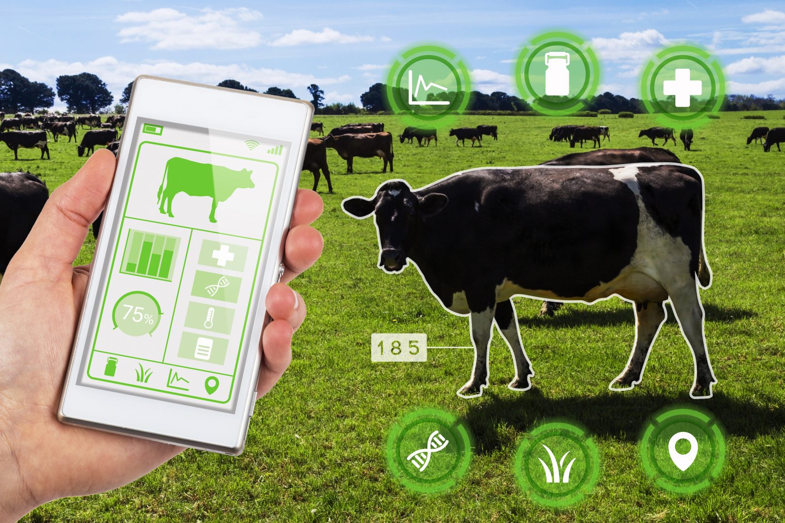 modern farmer using TeamViewer IoT in agriculture in smart farm to monitor dairy cows