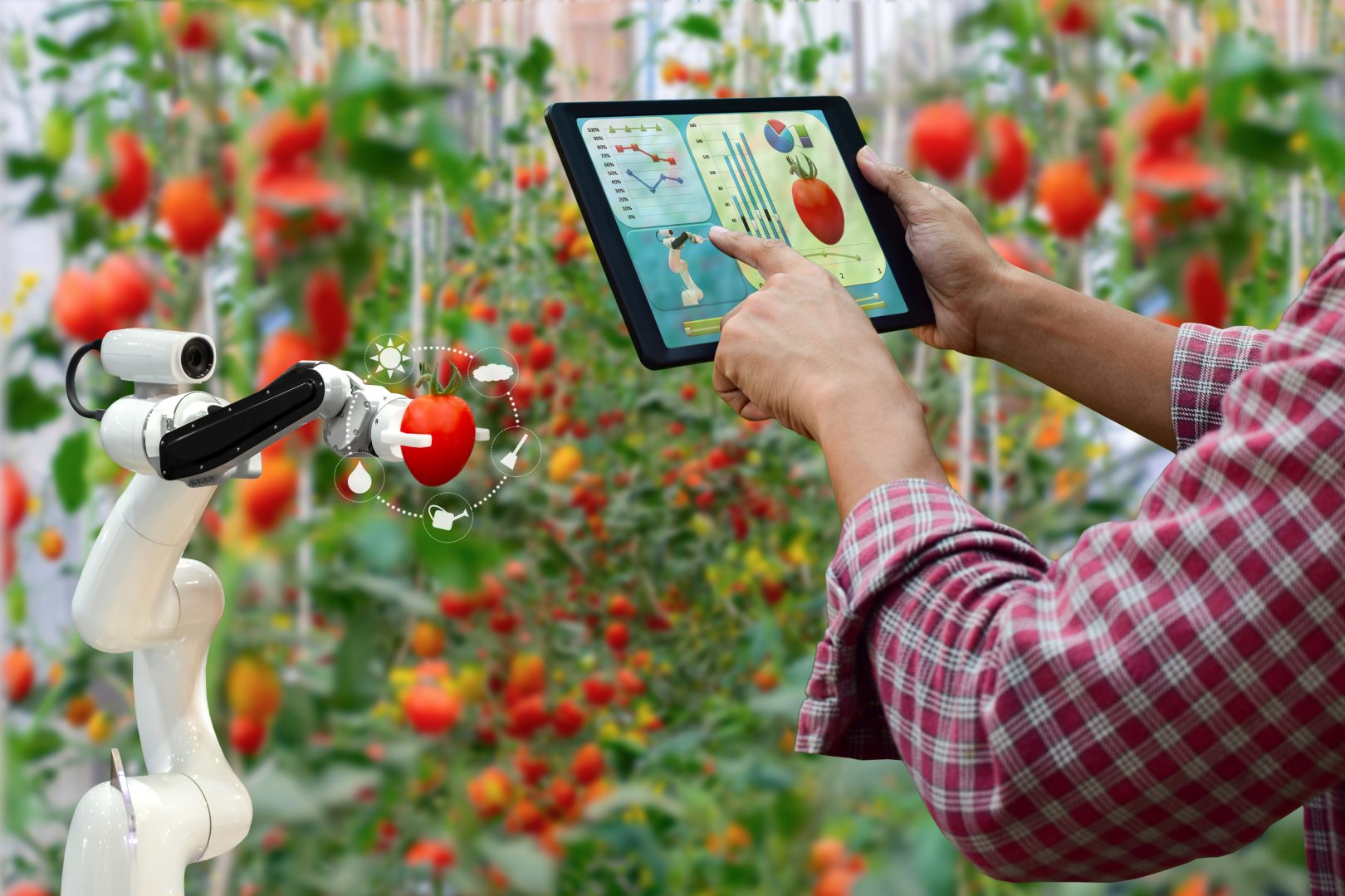 farmer using TeamViewer IoT in agriculture software to control robot arm to harvest tomatoes