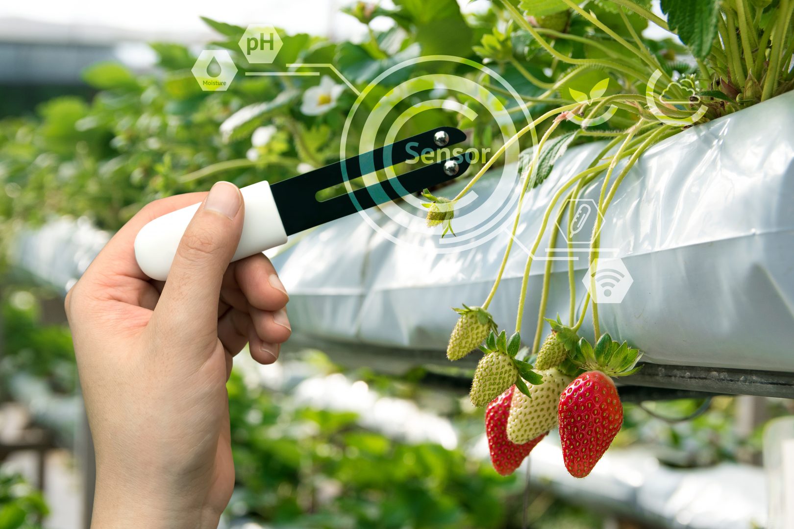 farmer using TeamViewer iot sensor device to harvest strawberries in smart farming