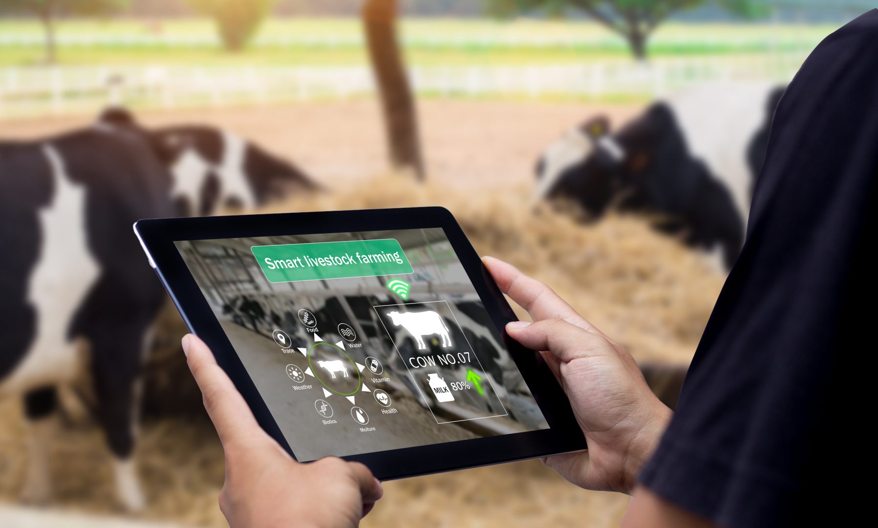 smart farmer using TeamViewer IoT agriculture software on digital tablet to control dairy cows livestock