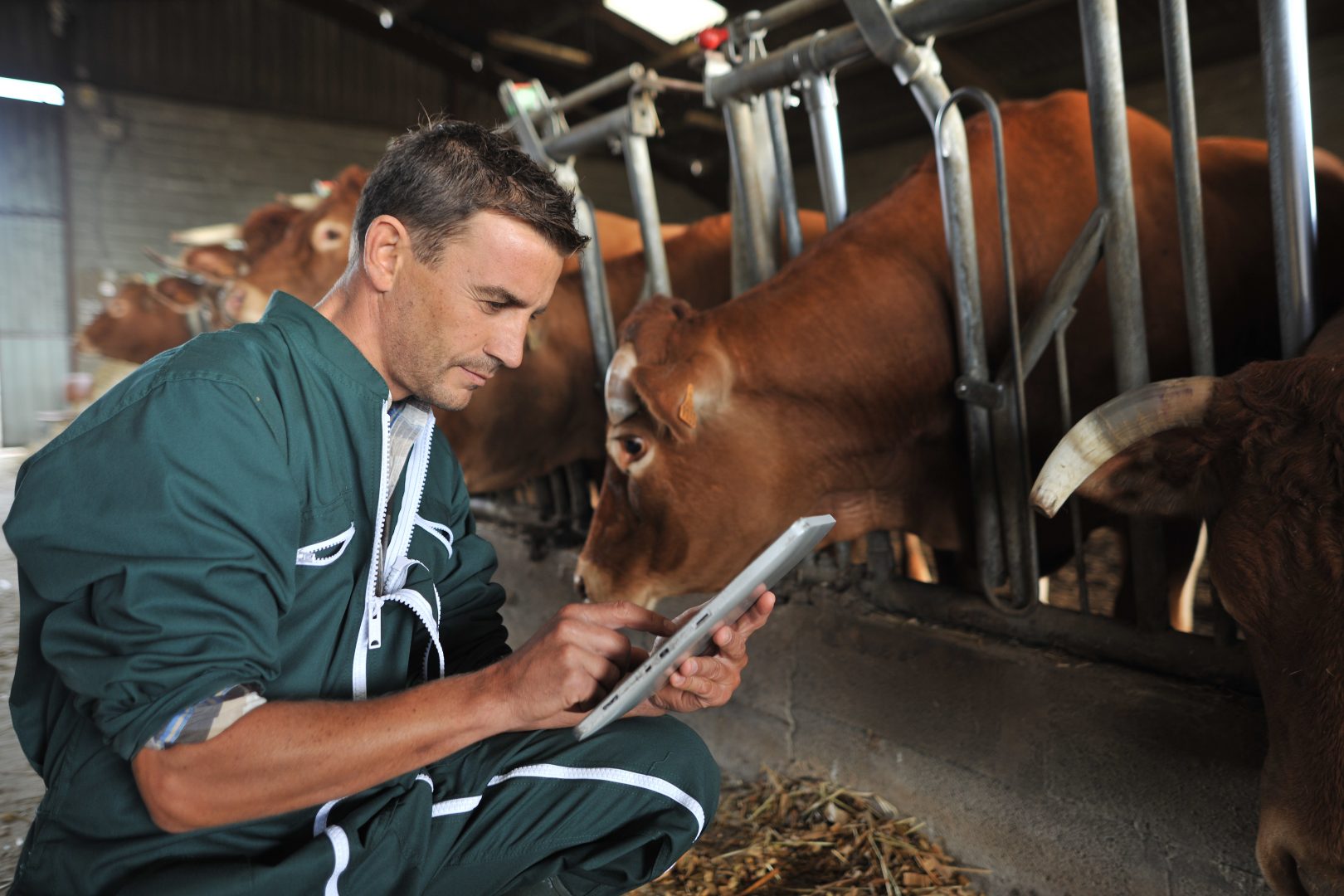 handsome farmer using TeamViewer IoT software on tablet as agriculture solutions to manage cows livestock